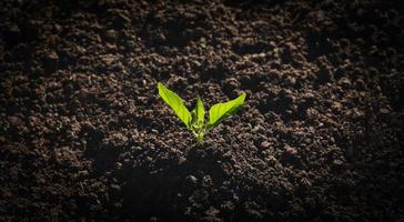 plantation d'arbres pour l'environnement photo