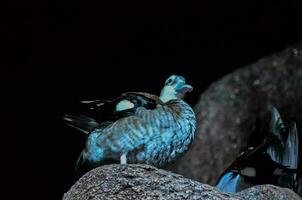 une bleu canard séance sur une Roche dans le foncé photo