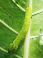 Ver de terre vert sur vert feuille Contexte manger colocasie feuille photo