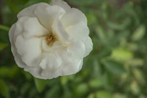fermer Photos de blanc Rose fleur fleur lorsque printemps temps avec floue Contexte. le Photos est parfait pour brochure, la nature affiche, la nature promotion et voyageur.