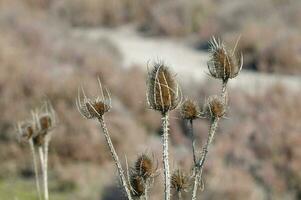 une plante avec long, sec tiges dans le milieu de une champ photo