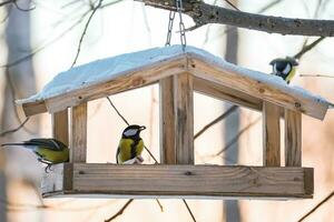 nourrir les oiseaux en hiver. les oiseaux de jardin mignons les mésanges charbonnières mangent des graines nutritives de la mangeoire en bois. photo