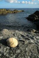 une coquille est séance sur une Roche près le océan photo