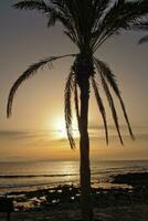 pittoresque océan paysage avec le réglage Soleil dans une tropical pays pendant été vacances avec paume photo