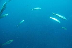 silencieux calme sous-marin monde avec poisson vivant dans le atlantique océan photo