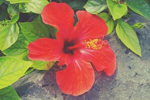 épanouissement hibiscus fleur croissance dans le jardin parmi vert feuilles dans une Naturel habitat photo