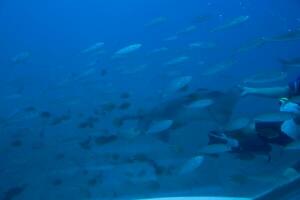 silencieux calme sous-marin monde avec poisson vivant dans le atlantique océan photo