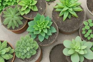 Haut vue une proche en haut de les plantes dans des pots sur une tableau. Contexte. ai génératif pro photo