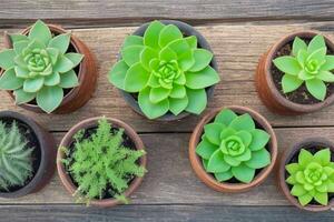 Haut vue une proche en haut de les plantes dans des pots sur une tableau. Contexte. ai génératif pro photo