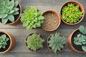 Haut vue une proche en haut de les plantes dans des pots sur une tableau. Contexte. ai génératif pro photo