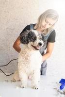 femme blonde toilettant un chien à la maison photo