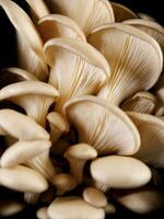 huître champignons sur une noir Contexte. bouquet de Frais huître champignons. photo