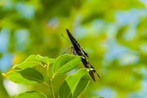 le beauté de le couleurs et modèle de une papillon photo