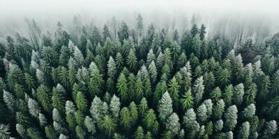 génératif ai, brumeux hiver sapin forêt magnifique paysage dans branché ancien rétro style, à feuilles persistantes des arbres avec spectacle photo