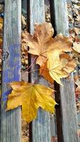 l'automne. multicolore érable feuilles mensonge sur le herbe. coloré Contexte image de déchue l'automne feuilles parfait pour saisonnier utilisation photo