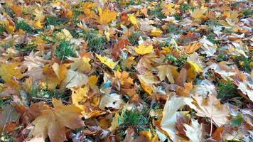 l'automne. multicolore érable feuilles mensonge sur le herbe. coloré Contexte image de déchue l'automne feuilles parfait pour saisonnier utilisation photo