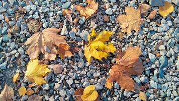 l'automne. multicolore érable feuilles mensonge sur le herbe. coloré Contexte image de déchue l'automne feuilles parfait pour saisonnier utilisation photo