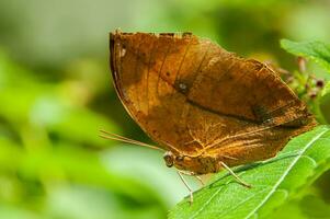 le beauté de le couleurs et modèle de une papillon photo