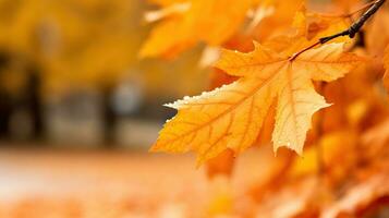 l'automne feuilles dans le parc. ai généré. photo