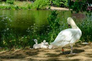 muet cygne, cygnus olor et ses bébés par le étang dans st James parc dans Londres, Royaume-Uni photo