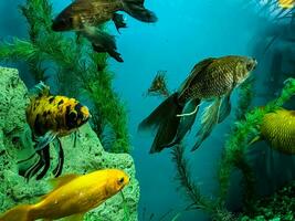 nombreuses multicolore brillant poisson nager dans le aquarium. aquarium avec petit animaux domestiques. photo