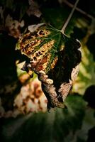 l'automne Contexte avec vert et d'or feuilles illuminé par le chaud Soleil photo