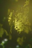 ajouré l'automne feuilles dans le Soleil photo