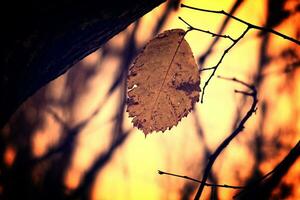 solitaire l'automne feuille allumé par repérage par le Soleil photo