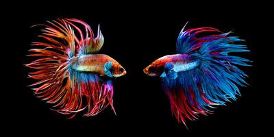 magnifique mouvement de rouge bleu couronne 2 betta poisson, Siamois combat poisson queue, betta splendides, bleu épineux queue isolé sur noir Contexte. photo