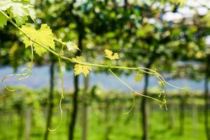 doux et soumissionner vert brin ou vigne dans le air, proche en haut sur floue vert Contexte photo