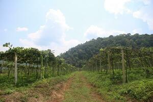 doux et soumissionner vert brin ou vigne dans le air, proche en haut sur floue vert Contexte photo