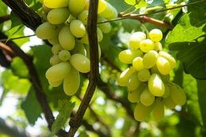 vert les raisins avec vert feuilles Contexte sur le vigne. Frais des fruits photo