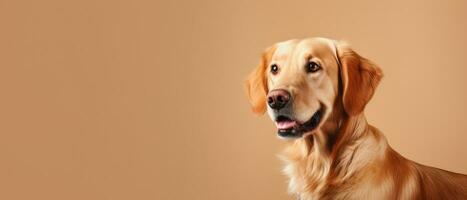 d'or retriever portrait, chien sur beige Contexte avec copie espace, ai généré photo