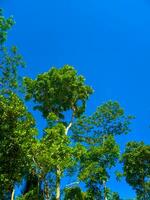magnifique vert feuillage arbre contre bleu ciel Contexte photo