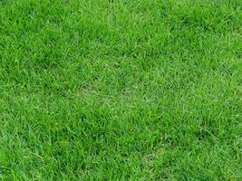 herbe texture Contexte vert pelouse photo