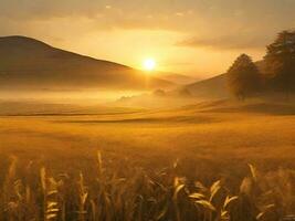 d'or Prairie à lever du soleil illustration photo
