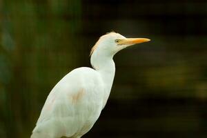 portrait de bétail aigrette dans zoo photo