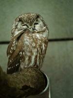 portrait de bréal hibou dans zoo photo