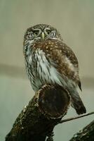 portrait de eurasien pygmée hibou photo