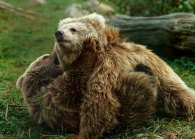 himalayen marron ours dans zoo photo