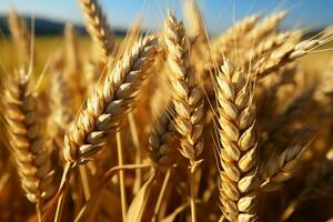 détaillé concentrer sur blé oreilles contre le toile de fond de une blé champ ai généré photo