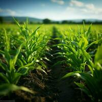 pousse blé lignes privé champ, luxuriant vert Lignes la grâce agricole paysage pour social médias Publier Taille ai généré photo