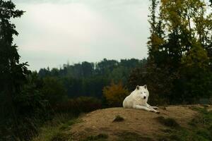 portrait de Arctique Loup dans l'automne photo