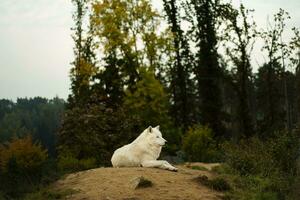 portrait de Arctique Loup dans l'automne photo