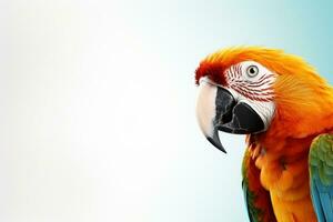 coloré Soleil conure, ara solstitialis sur blanc Contexte ai généré photo