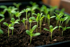 Jeune semis prospérer ensemble dans une bien préparé plantation plateau ai généré photo