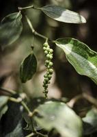 Les gousses de poivre biologique poussant sur la plante de vigne de poivre à Kampot au Cambodge photo