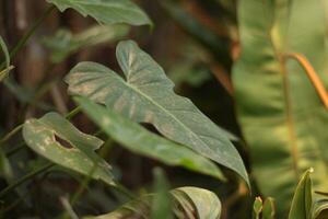 Frais feuille vert Contexte pour divers besoins. photo