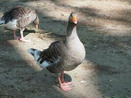 toulouse OIE scientifique. Nom Anser Anser oiseau animal photo