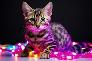 Noël Bengale chat emmêlé dans coloré lumières isolé sur une pente Contexte photo